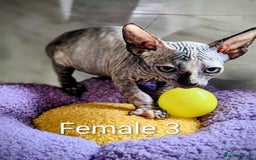 Sphynx cats for sale: Canadian Sphynx TICA REGISTERED. - Image 13
