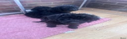 Labradoodle dogs for sale: Beautiful F1B Labradoodle Puppies, Ready now - Advert 12