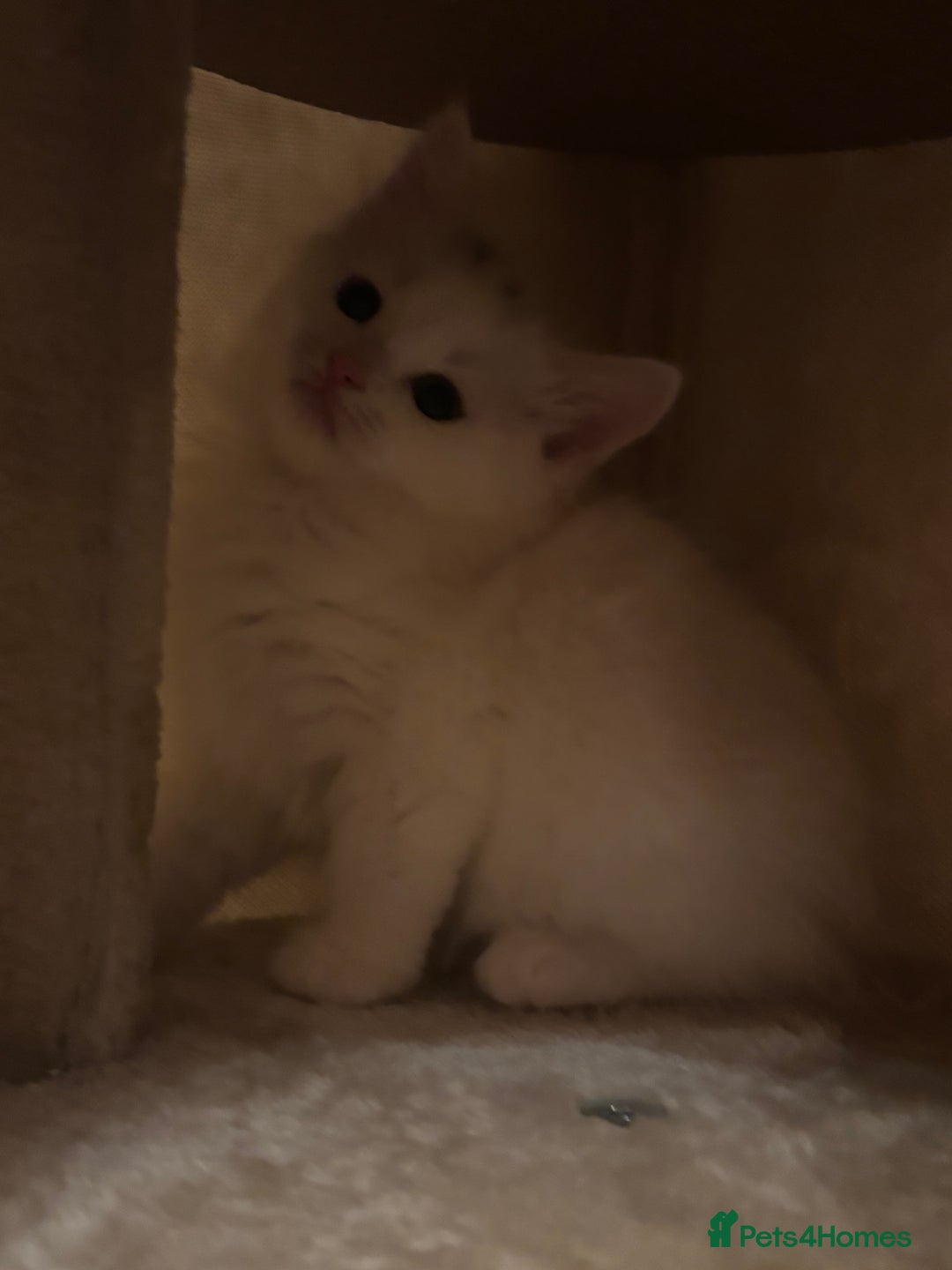 Mixed Breed cats for sale: 7 white kittens READY ASAP - Advert 9