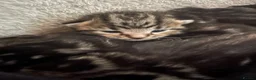Bengal cats for sale: Stunning Bengal X kittens  - Advert 1