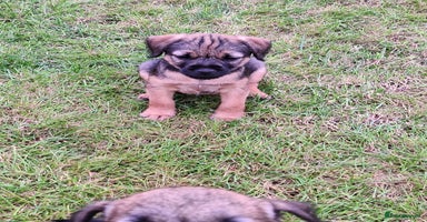 Mixed Breed dogs - Advert 6
