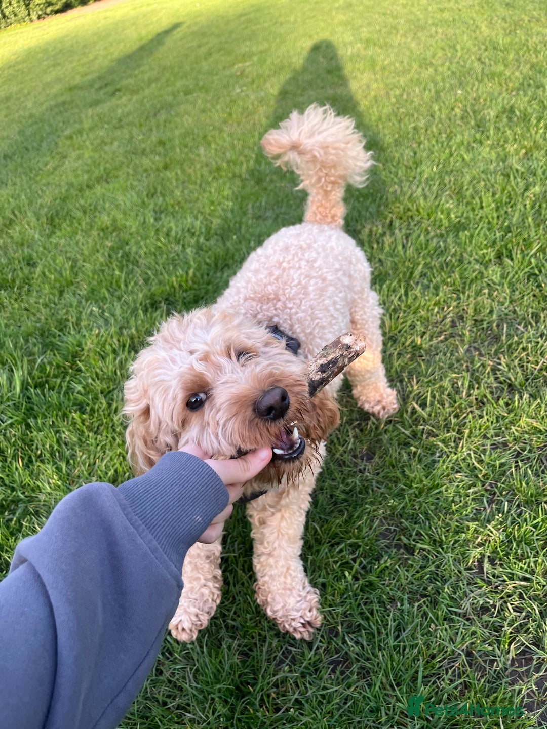 Cavapoo dogs for stud: Mr Leo 🚨STUD 🚨 - Advert 7