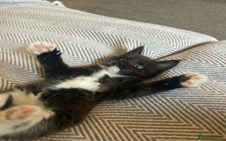 Maine Coon cats for sale: XL Maine Coon Kittens - Image 1