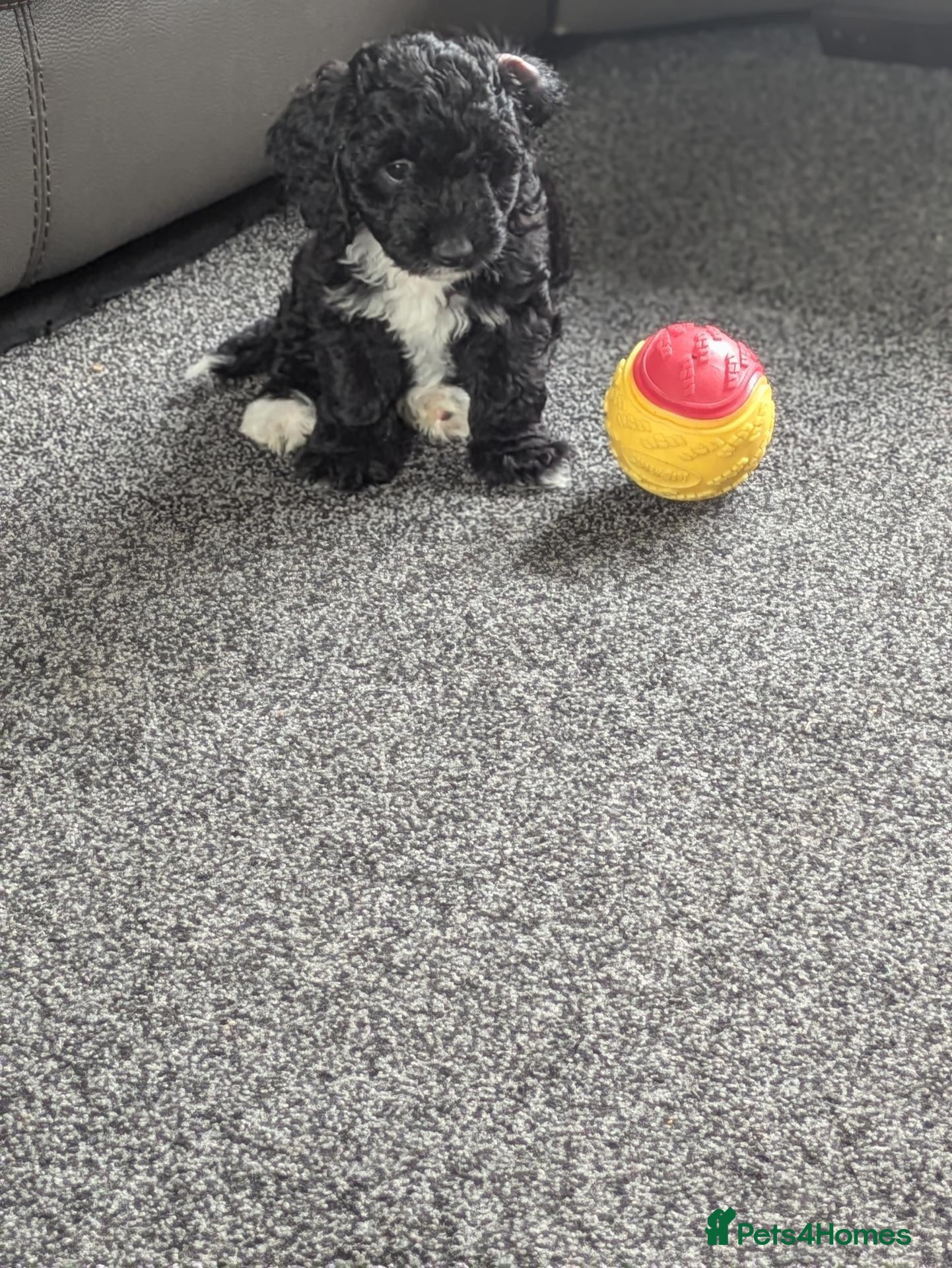 Yorkiepoo dogs YORKIEPOO puppys - Advert 2