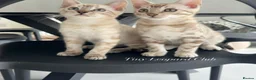 Bengal cats for sale: Stunning Snow Bengals - TICA Full Pedigree  - Advert 4
