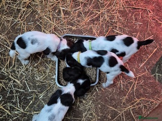 English Springer Spaniel dogs READY NOW Springer Spaniel Pups - Advert 3