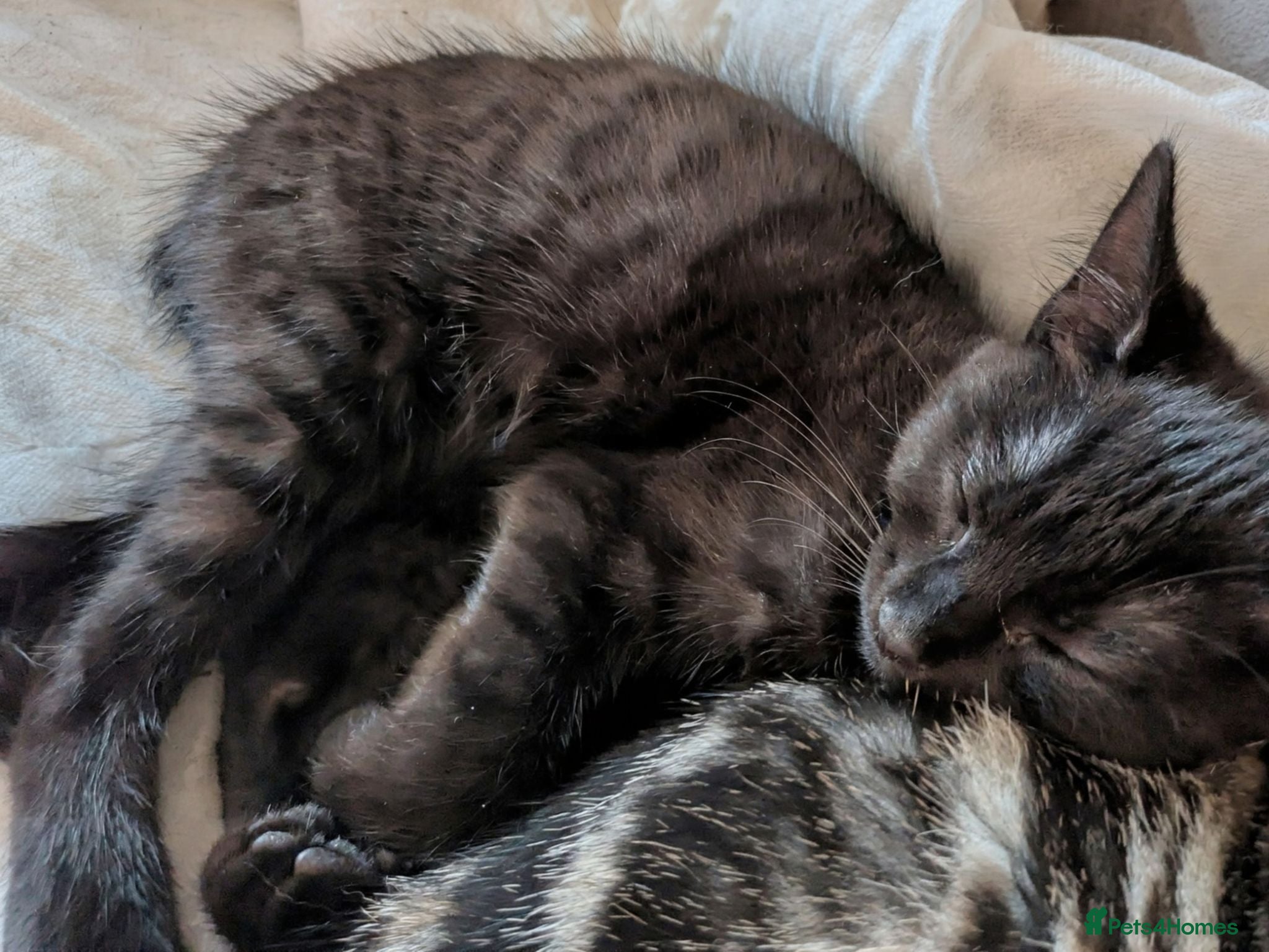 Bengal cats Rare Melanistic Bengal X (Mini Panther) - Advert 16