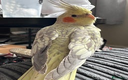 Cockatiels birds for sale: Tame Female cockatiels  - Image 1