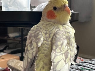 Cockatiels birds - Advert 1