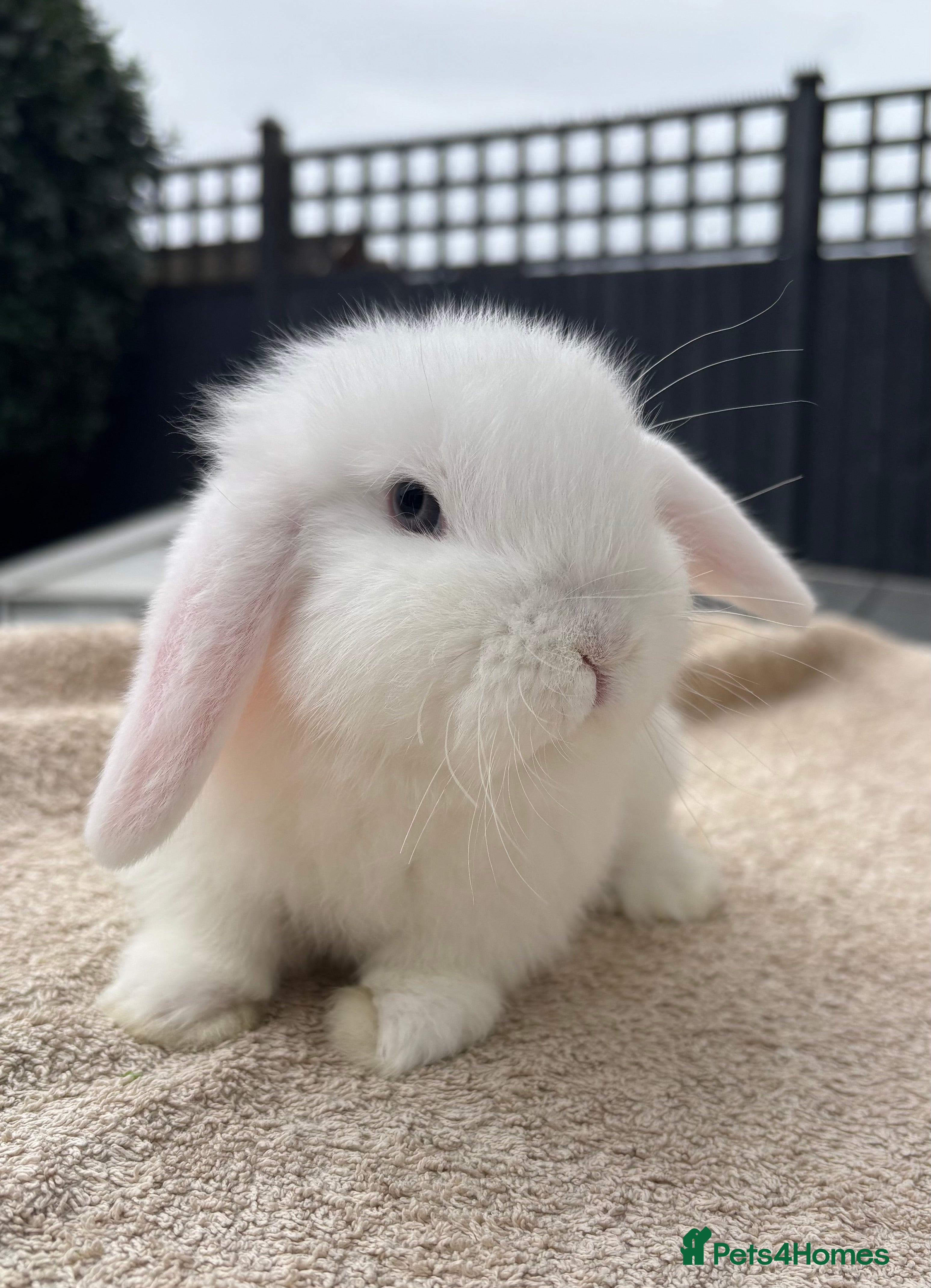 Mini Lop rabbits Beautiful Pure Bred Baby Mini Lops - Advert 1