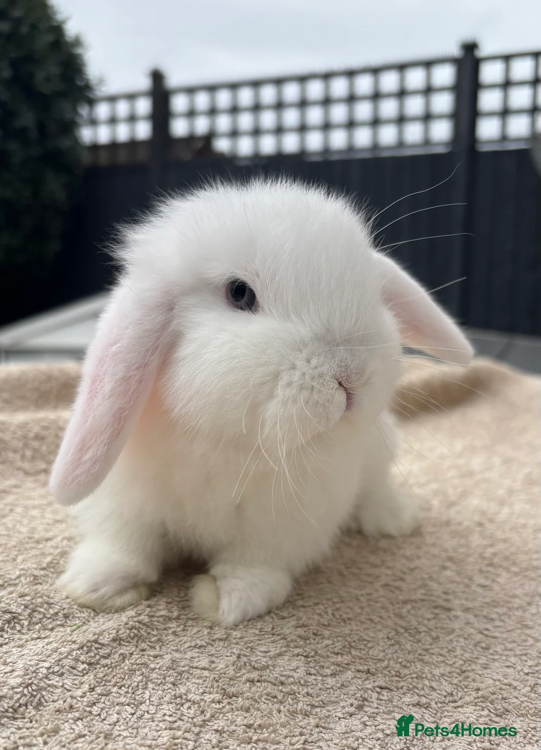 Mini Lop rabbits for sale: Beautiful Pure Bred Baby Mini Lops - Advert 1