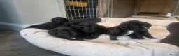 Bernese Mountain Dog dogs for sale: Labernese. F1 - Advert 11
