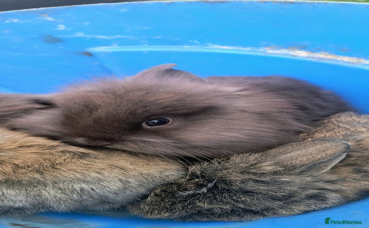 Mini Lion Lop rabbits - Advert 1