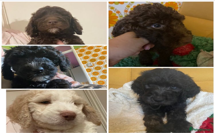 Mixed Breed dogs - Advert 7