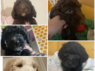 Mixed Breed dogs - Advert 1