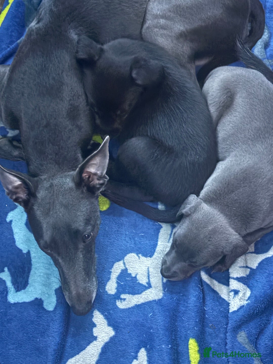 Mixed Breed dogs for sale: 6 whippet x lurcher - Advert 3