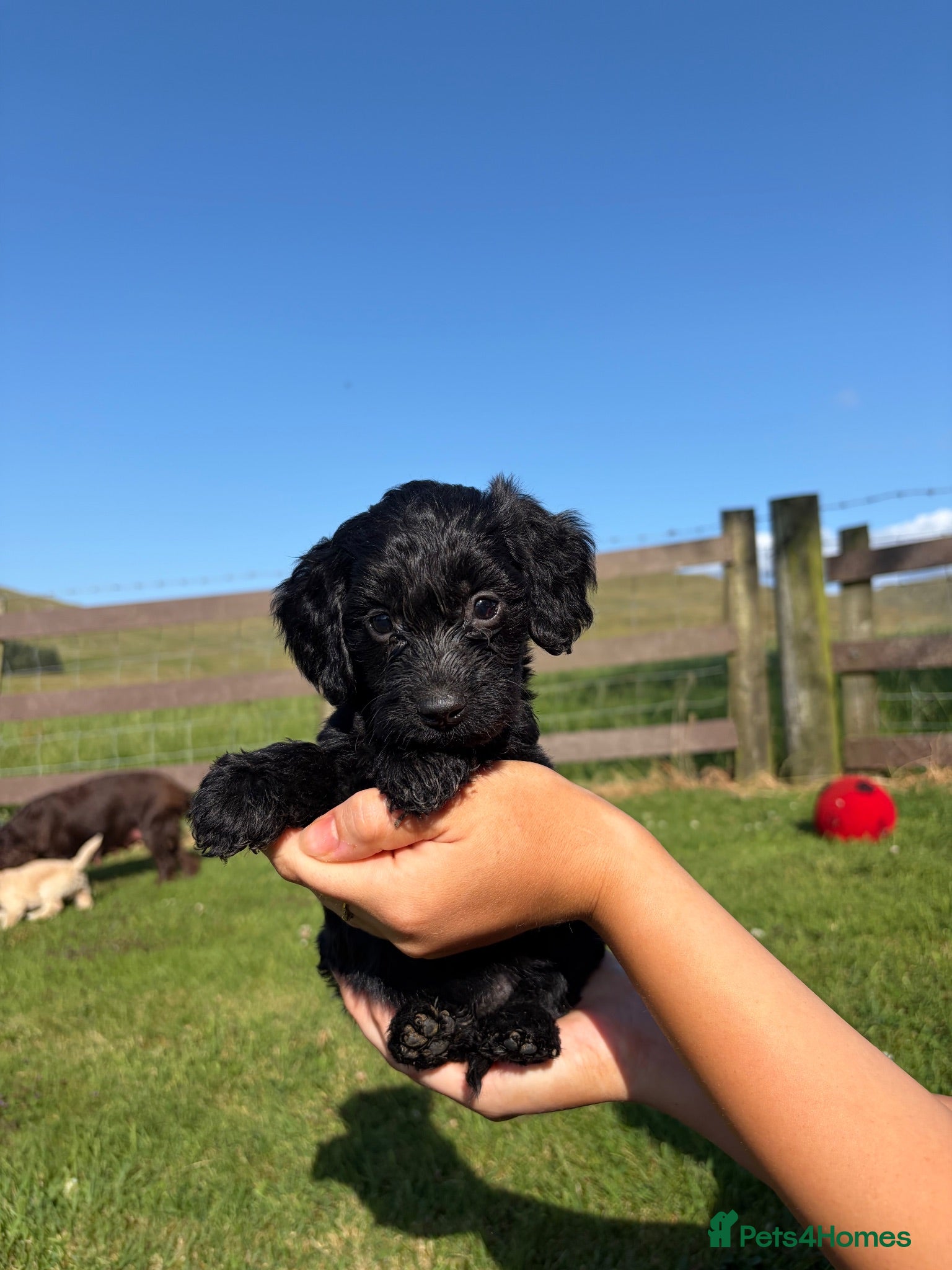 Cockapoo dogs *READY* 2 Gorgeous Cockapoo puppies left for sale - Advert 1