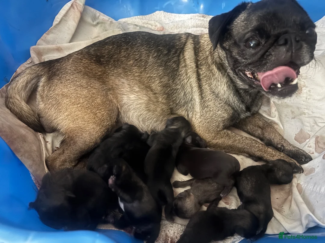 Pug dogs for sale: Pug puppies deposits taken soon ready 25/9 - Advert 1