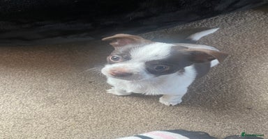 Chihuahua dogs - Advert 9