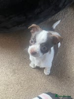 Chihuahua dogs - Advert 4