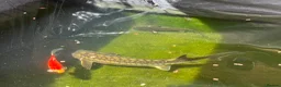Koi Carp fish for sale: Koi and sturgeon fish - Advert 5