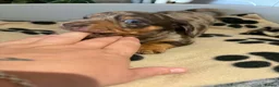 Miniature Dachshund dogs for sale: Beautiful miniature dachshunds in Cardigan - Advert 10
