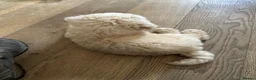 Australian Labradoodle dogs for sale: Miniature Australian Labradoodle Puppies READY May - Advert 8