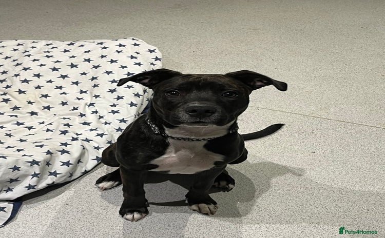 Staffordshire Bull Terrier dogs - Advert 1