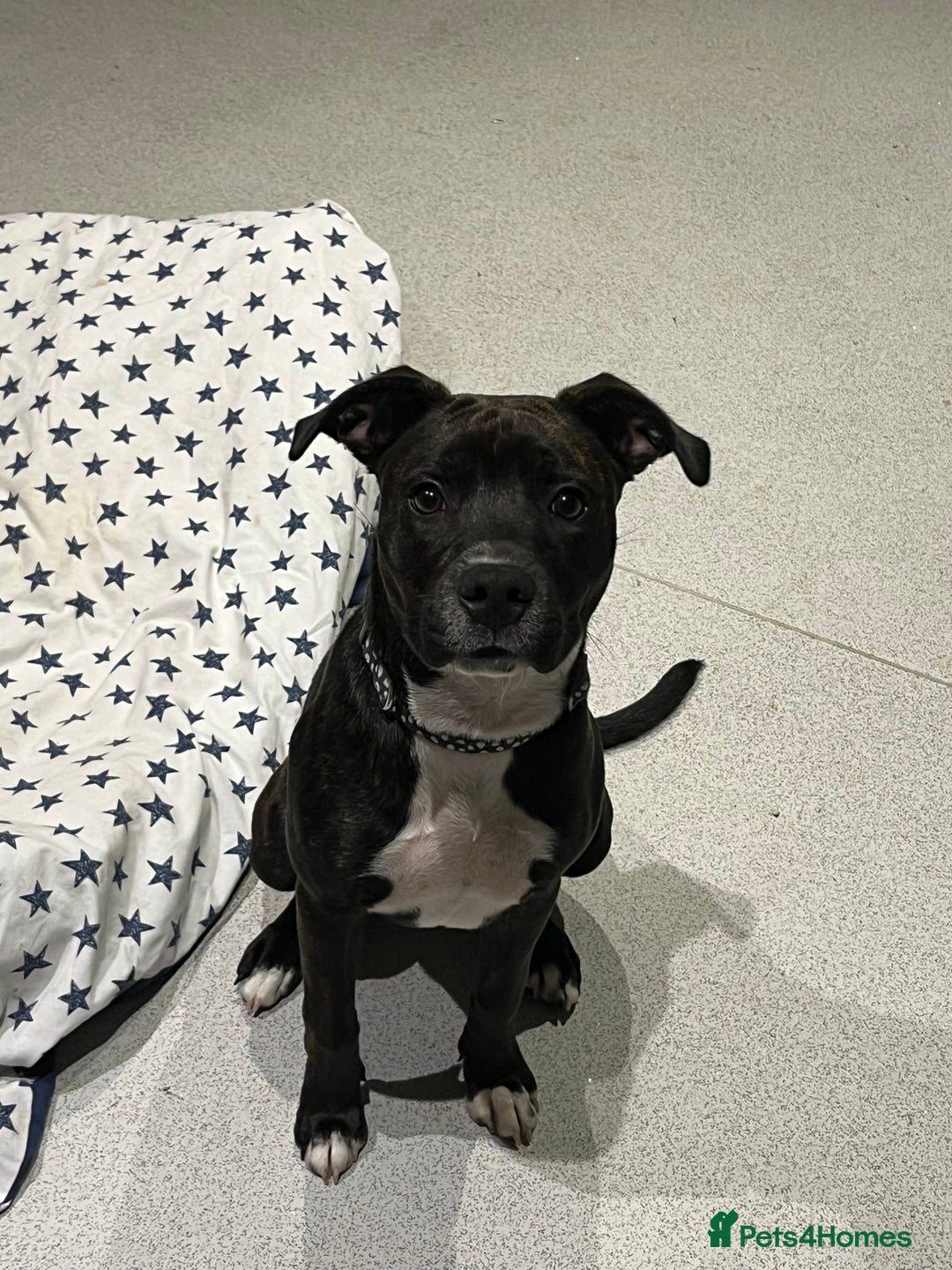 Staffordshire Bull Terrier dogs for sale: Staffy girl for sale  - Image 1