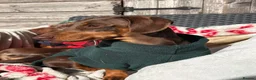 Miniature Dachshund dogs for sale: Beautiful mini dachshund girls🥰 - Advert 6