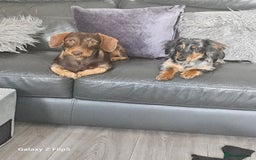 Dachshund dogs for sale: TWO DAUSHUNDS - Image 5