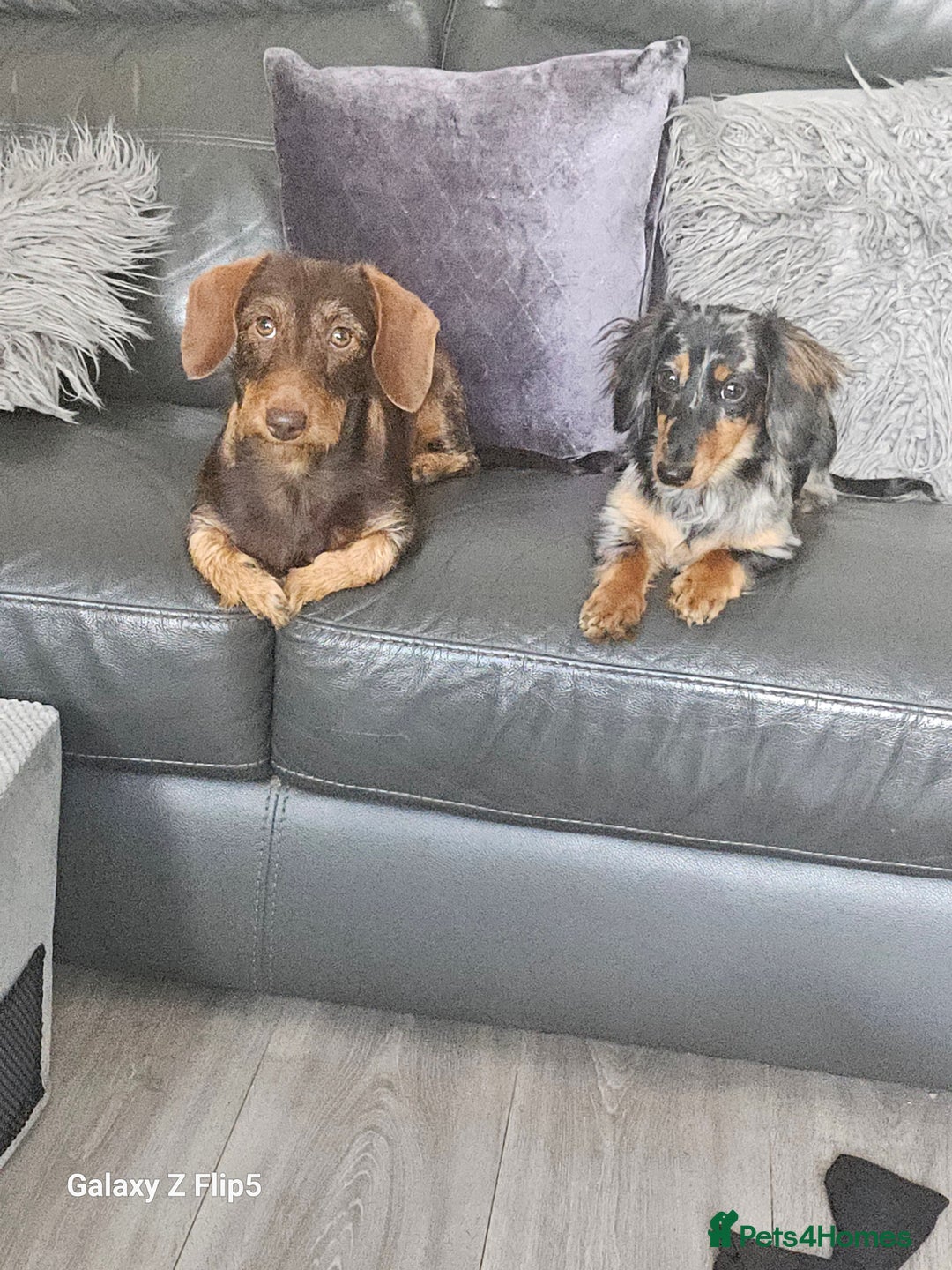 Dachshund dogs for sale: TWO DAUSHUNDS - Image 5