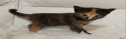 Savannah cats for sale: Savannah x Maine Coon kittens - Advert 6