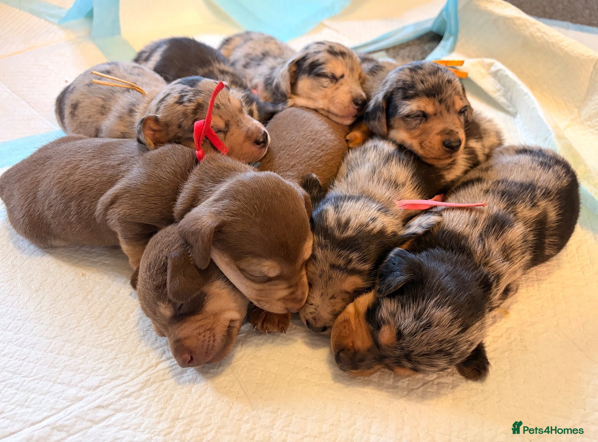 Mixed Breed dogs Miniature dachshund puppies   - Advert 18