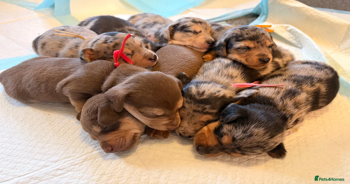 Mixed Breed Puppies for sale in Bodmin, Cornwall | Pets4Homes