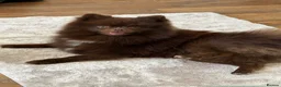 Pomchi dogs for sale: Beautiful unique Pomchi’s  - Advert 14