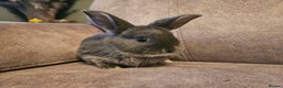 Mixed Breed rabbits for sale: 8 week old grey blue otter netherland dwarf x - Advert 14