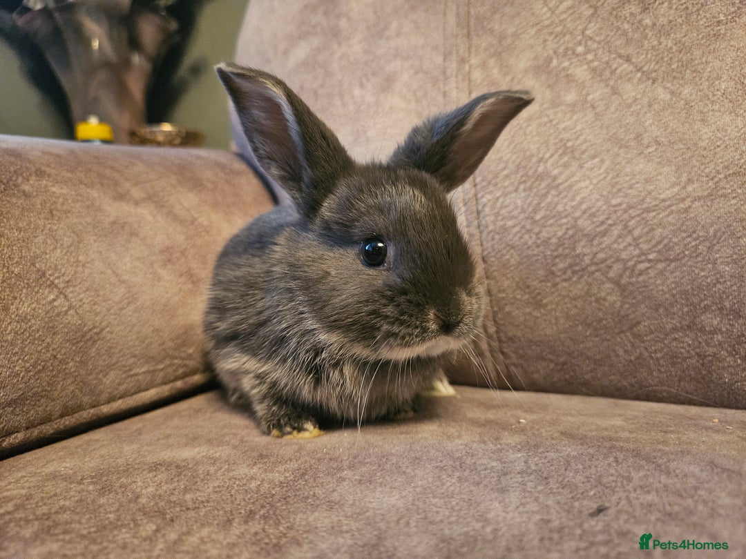 Mixed Breed rabbits for sale: 8 week old grey blue otter netherland dwarf x - Advert 14