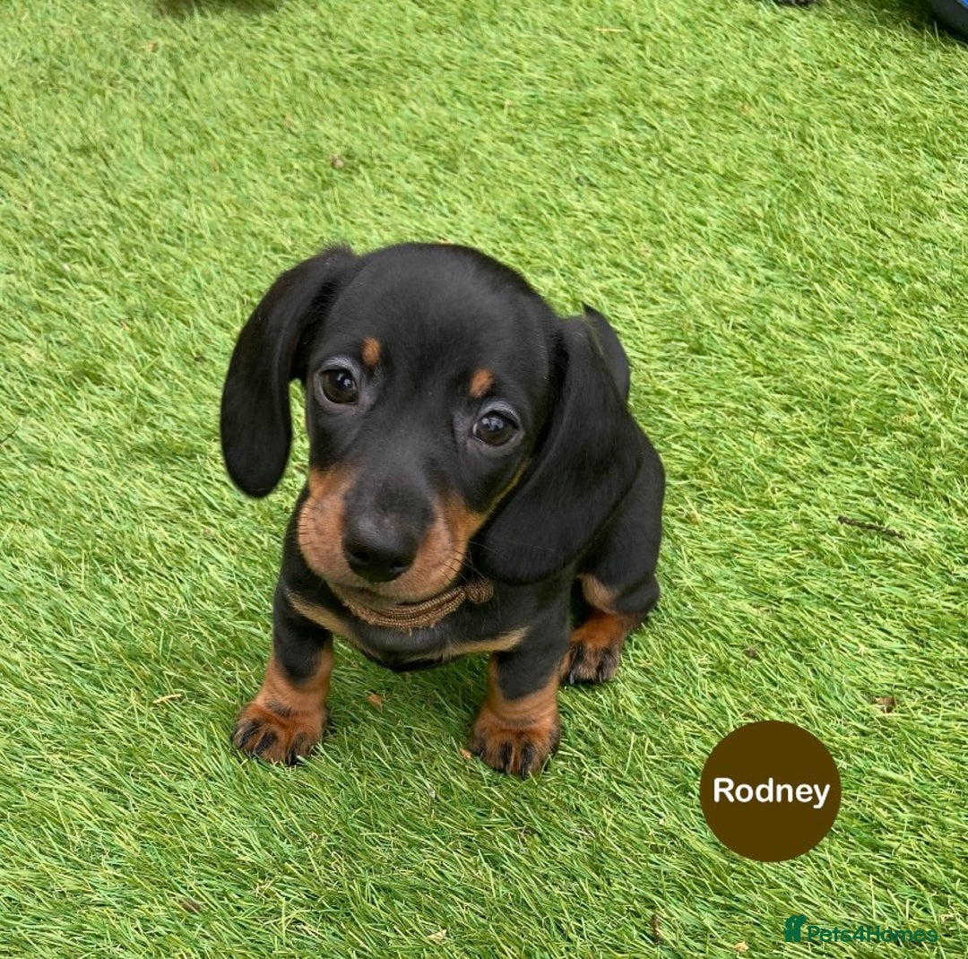 Miniature Dachshund dogs for sale: READY NOW Miniature Dachshund Smooth KC Boys - Image 4