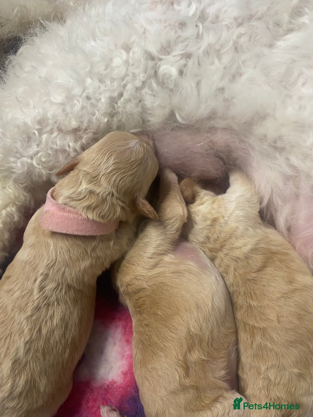 Cavapoo dogs for sale:  F1 poochons health tested parents 🐶 - Advert 16