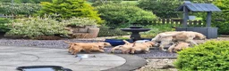 Golden Retriever dogs for sale: Beautiful litter of Golden Retriever puppies 🐶  - Advert 28