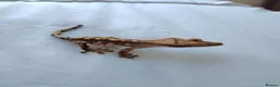 Gecko reptiles for sale: Young male crested gecko  in Coulsdon - Advert 5