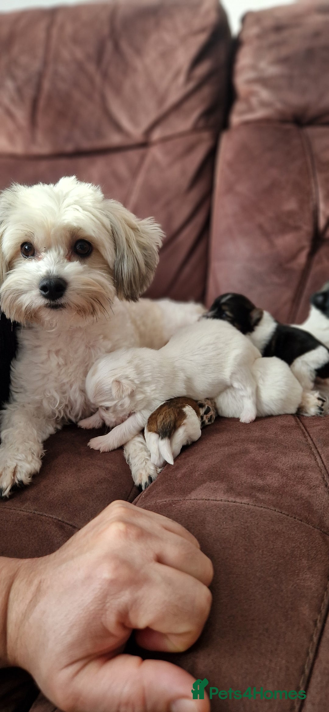 Mixed Breed dogs for sale: Bichon havaneze! - Advert 1