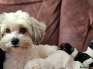 Mixed Breed dogs Bichon havaneze! - Advert 1