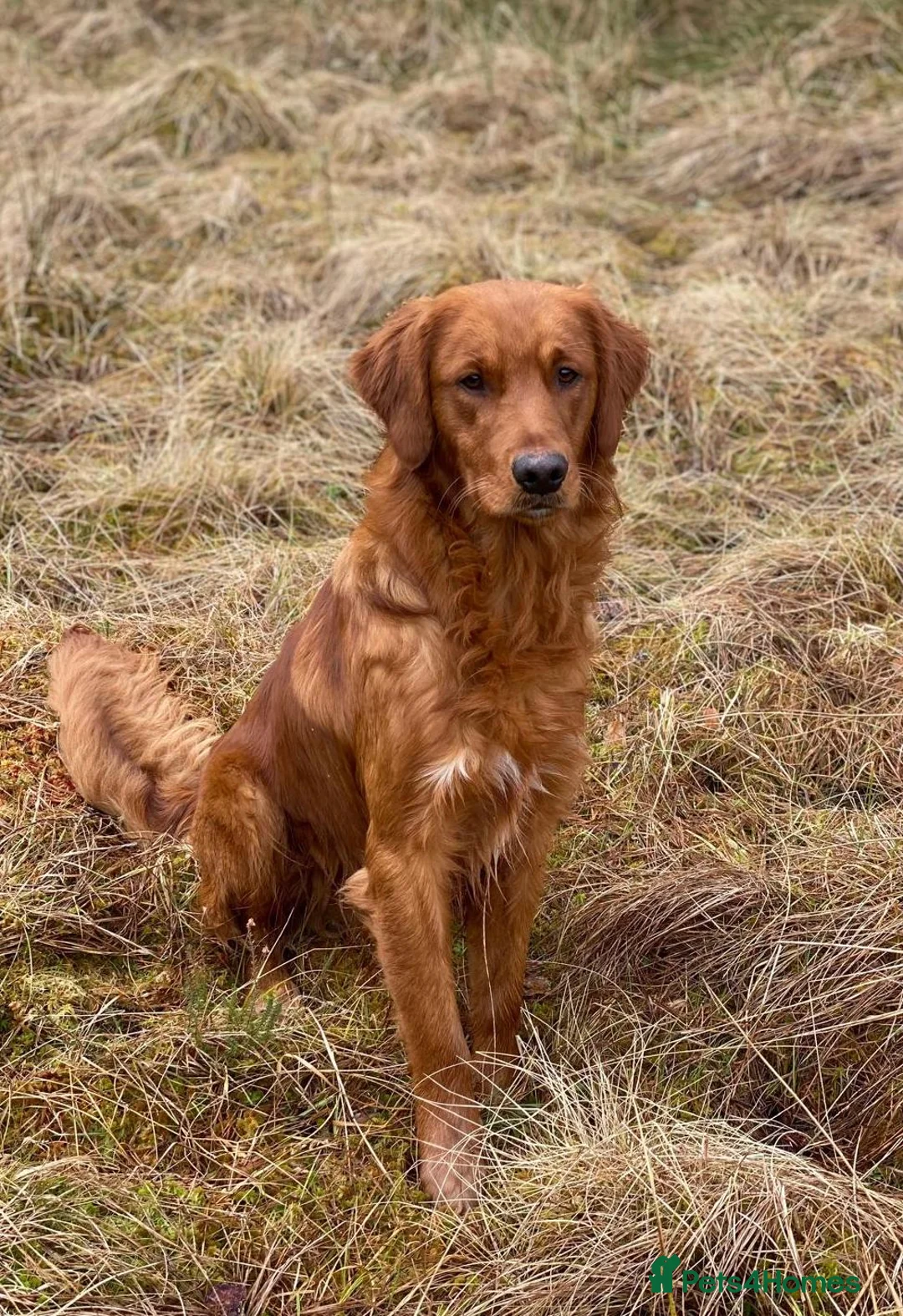 Golden Retriever dogs for stud: STUNNING RED STUD DOG, FULLY HEALTH TESTED in Bristol - Advert 3