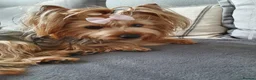 Yorkshire Terrier dogs for sale: Yorkshire Puppies for Sale - Advert 10