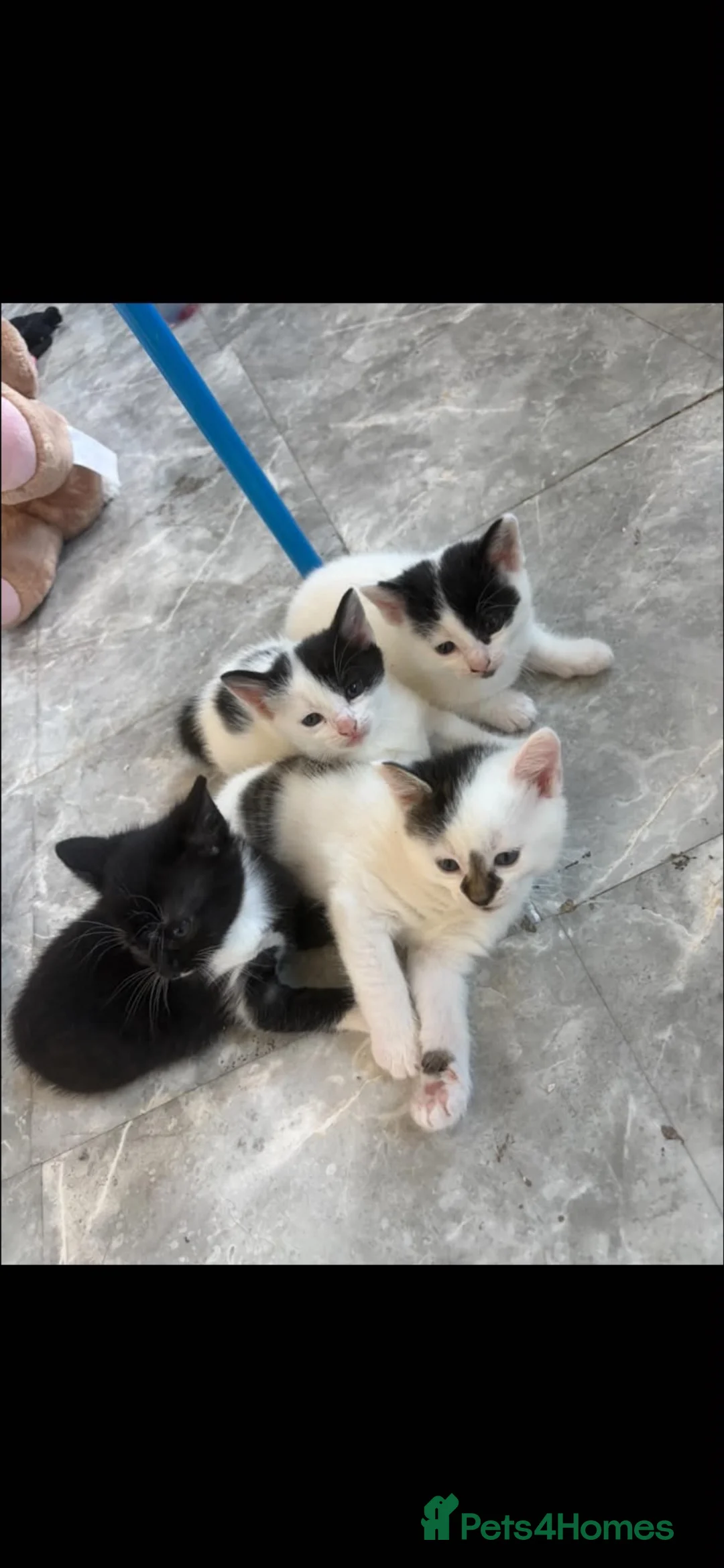 Domestic Shorthair cats for sale: 4 KITTENS AVAILABLE in Dukinfield - Advert 2
