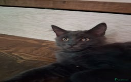 Maine Coon cats for sale: maine coon  in Barnsley - Image 12