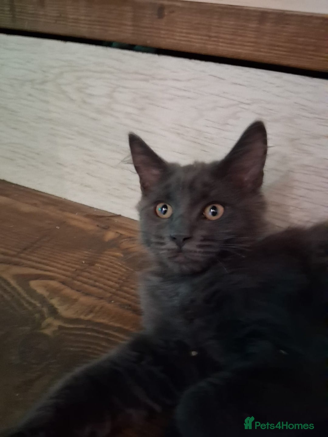Maine Coon cats for sale: maine coon  in Barnsley - Image 12