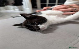 Mixed Breed cats for sale: Three gorgeous male kittens for sale - Image 3